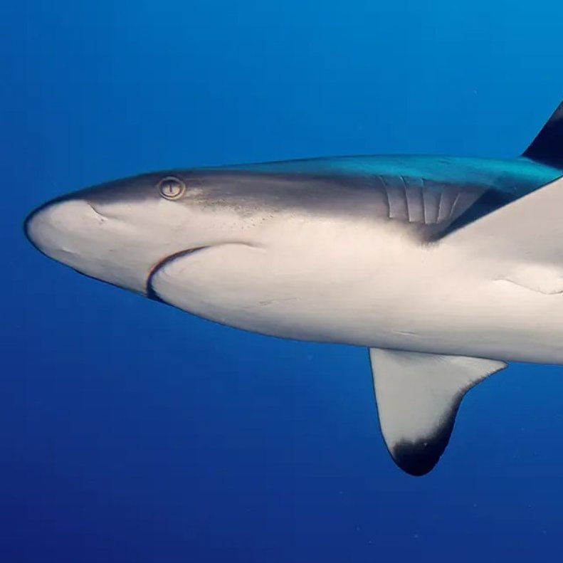 Grey shark