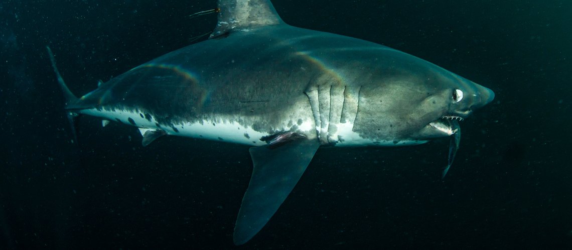 salmon_shark_lc1ssk