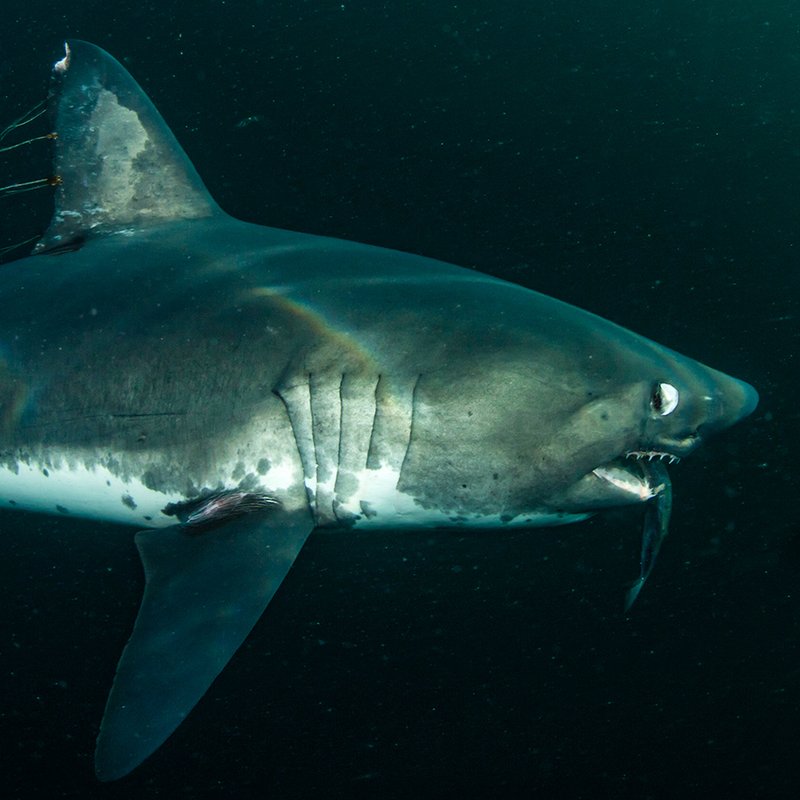 Salmon shark