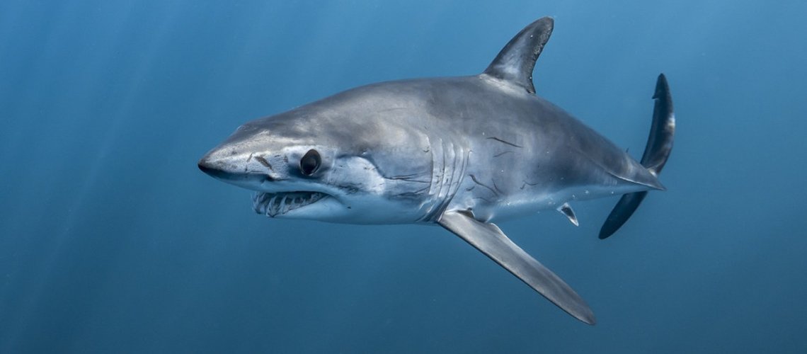 shortfin_mako_shark_1_qud3zh