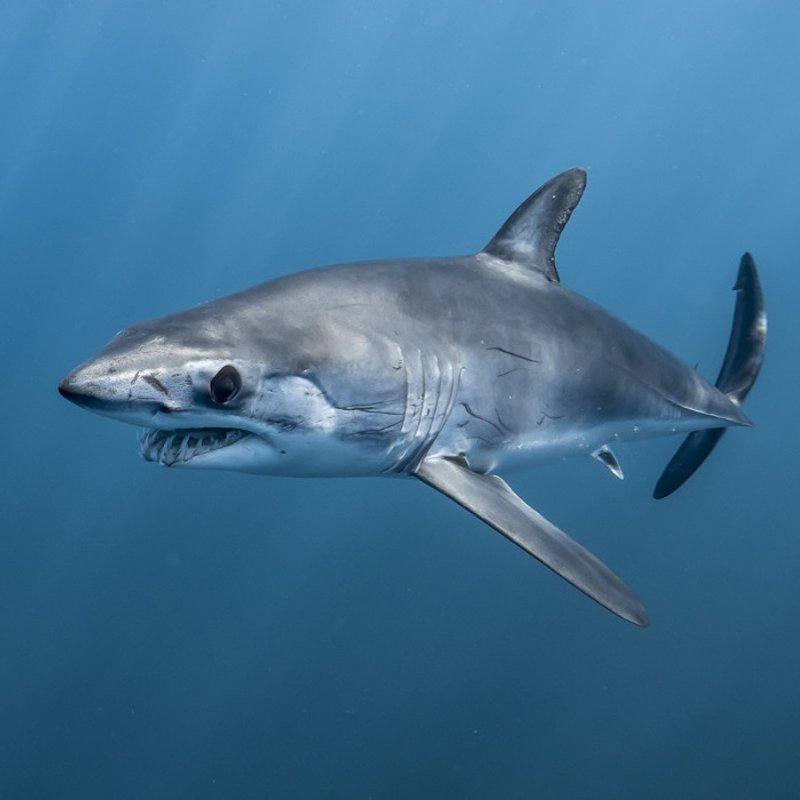 Shortfin mako shark