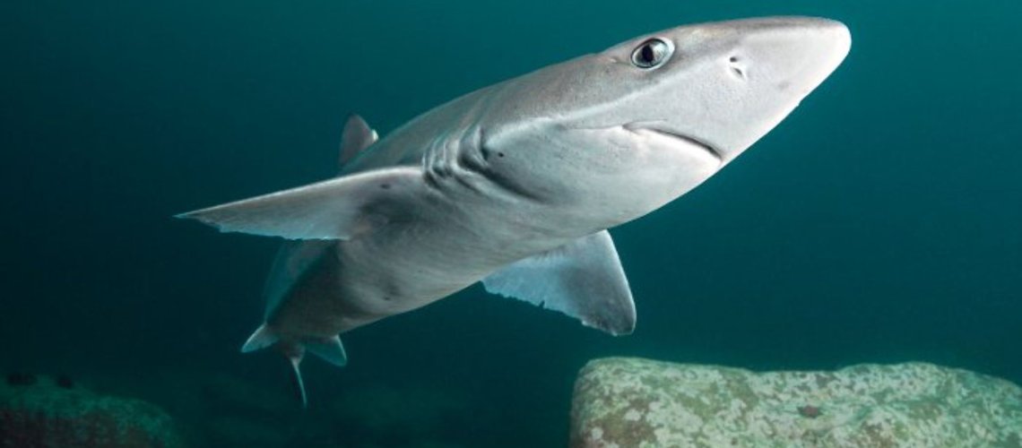 spiny_dogfish_t5kjmf