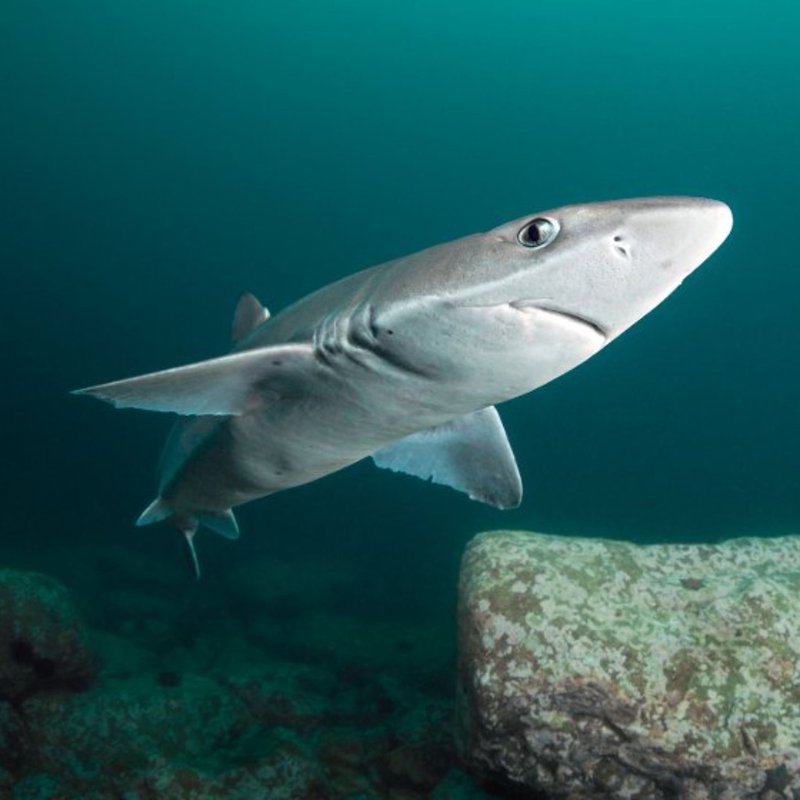Spiny dogfish