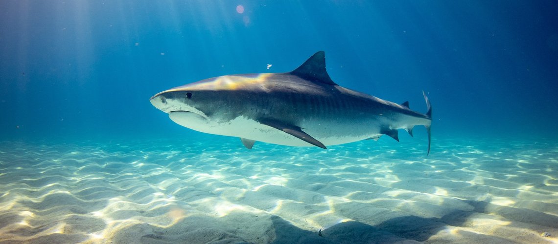 tiger_shark_wbelg3