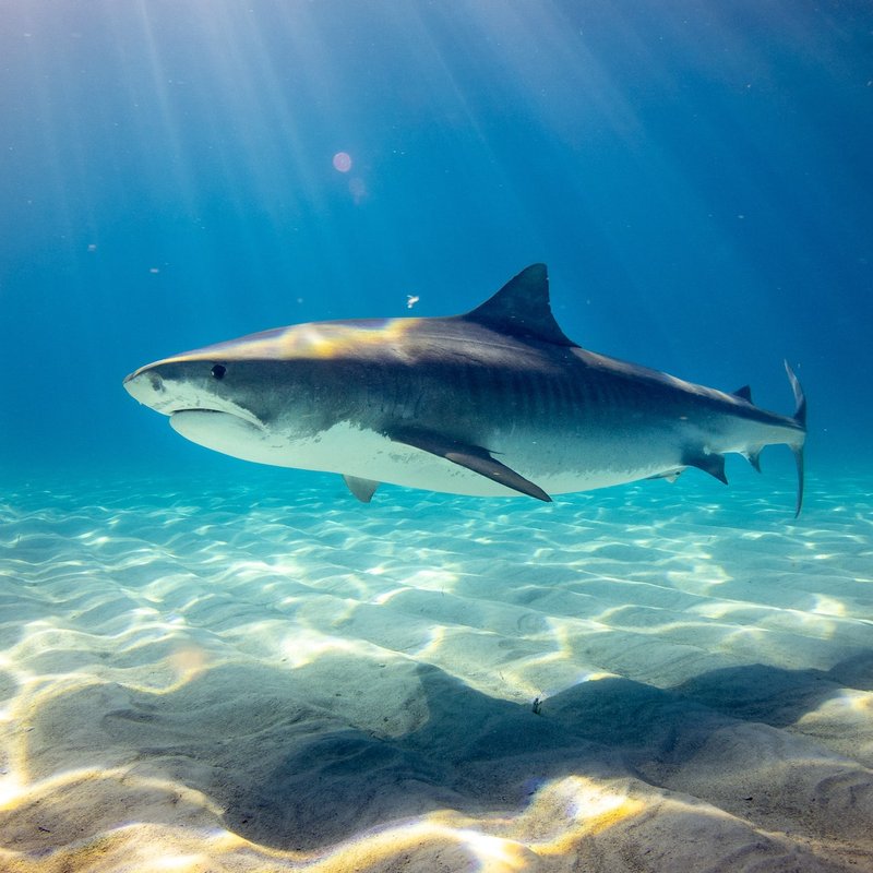 Tiger shark