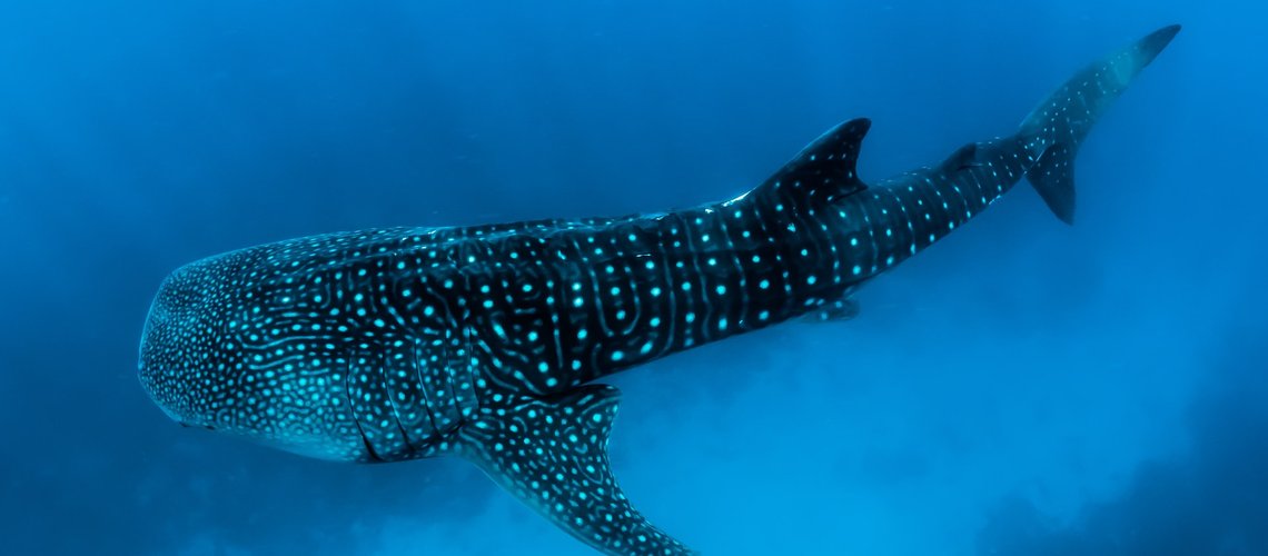 whale_shark_aib9zk