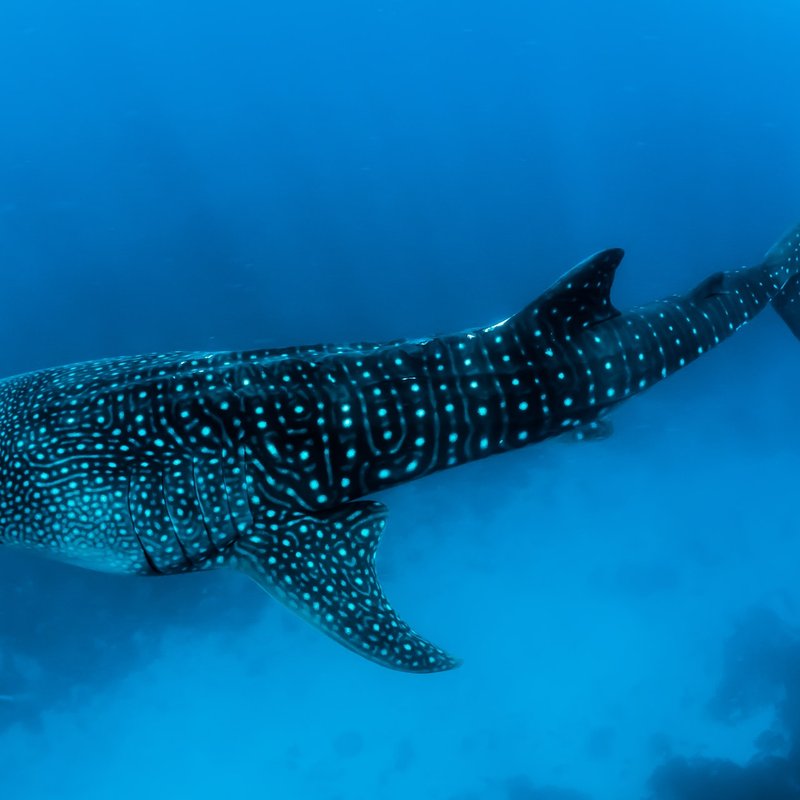 Whale shark