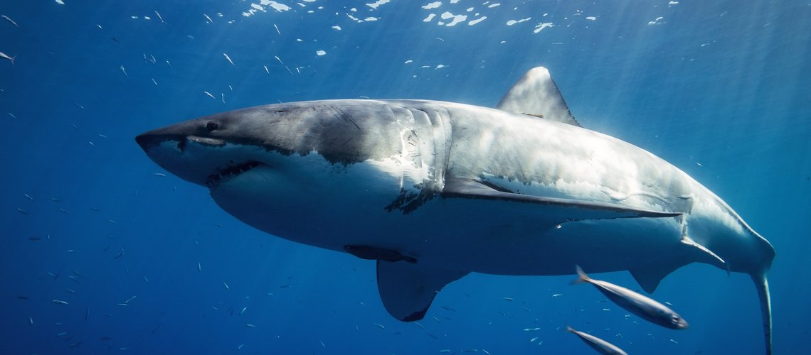 white_shark_wiqksu