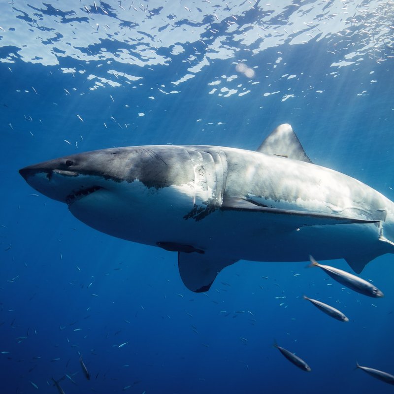 Great White shark
