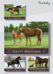 Card-Boxed-Birthday-Peaceful Pastures (Box Of 12) | SHOPtheWORD
