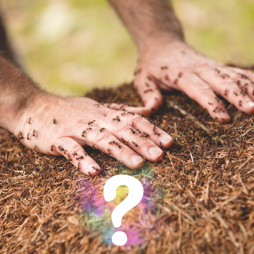 נגד כישופים