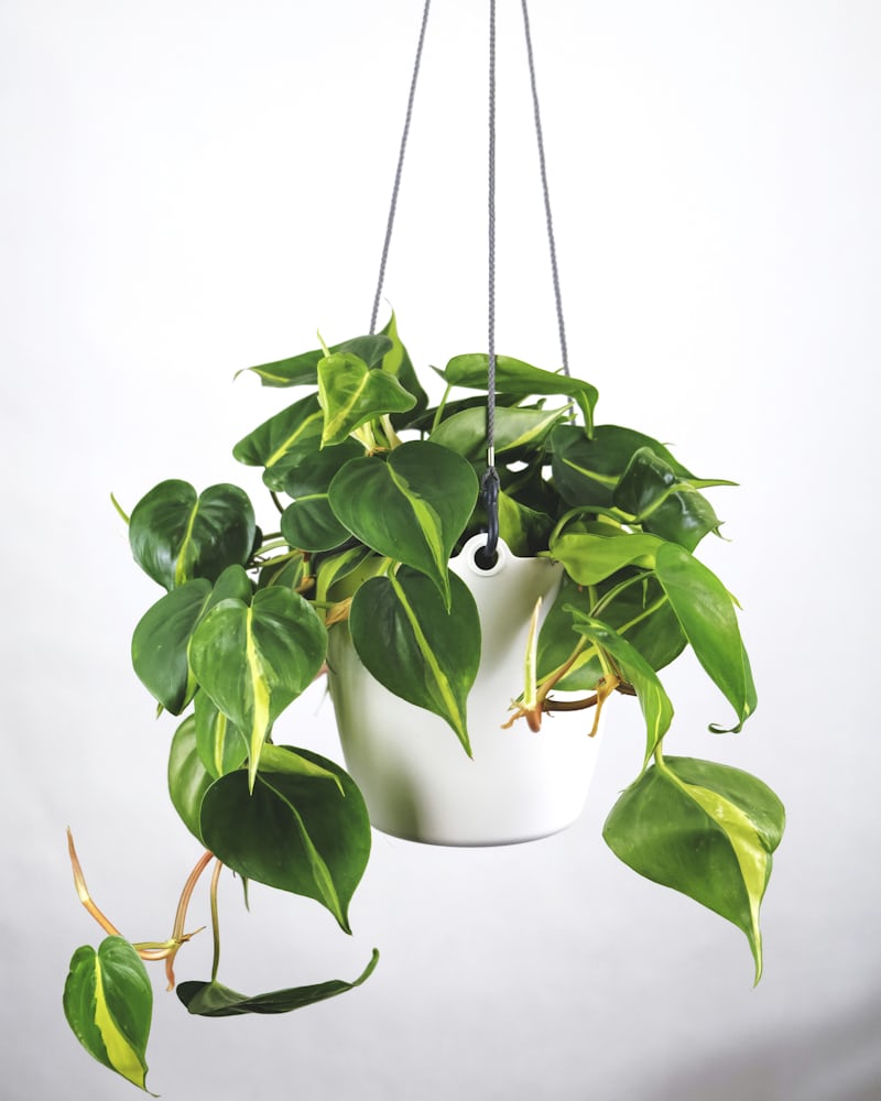Money plant