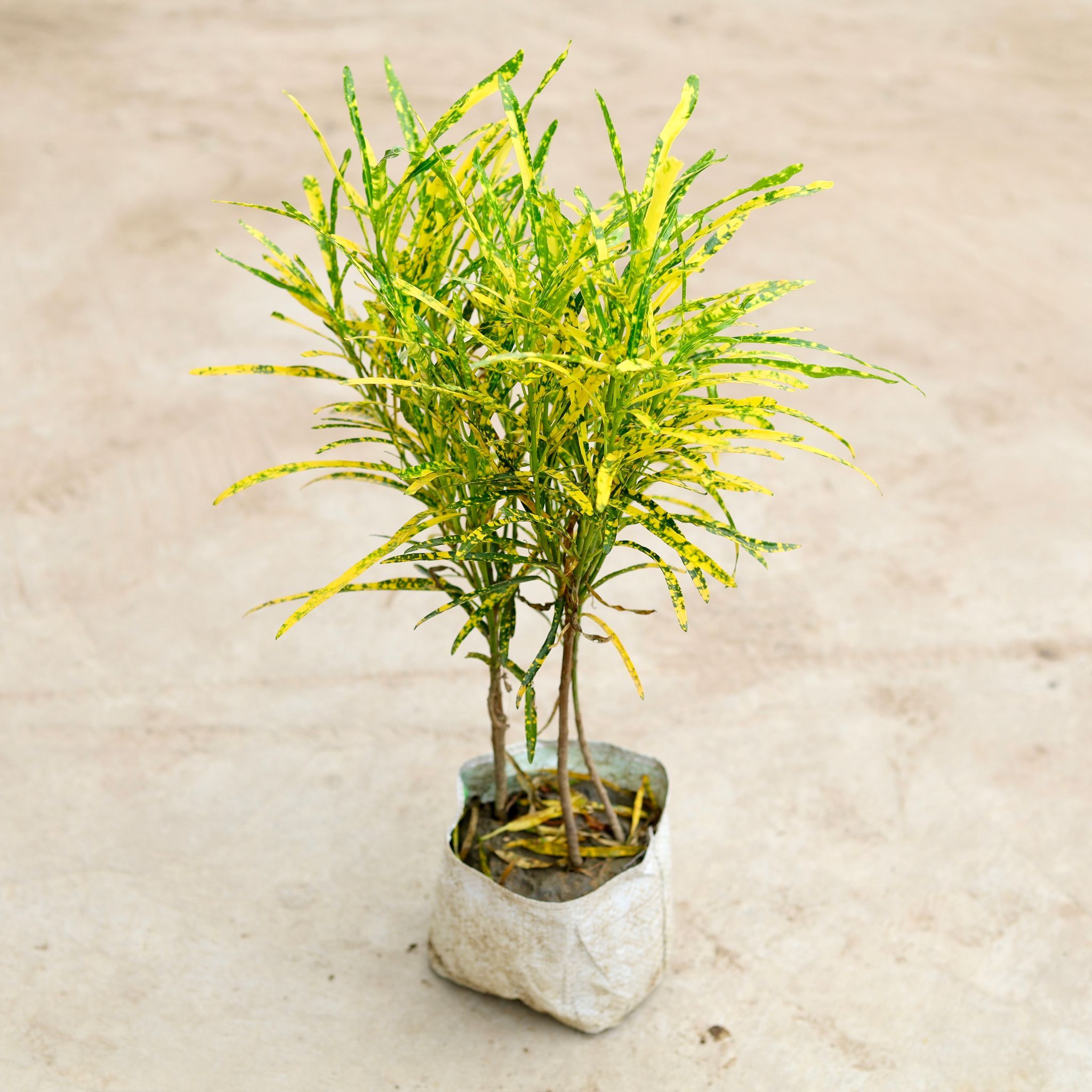 Jhhuri croton