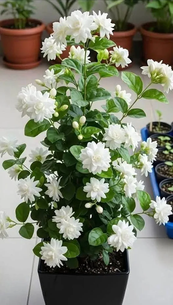 Jasmin/ juhi