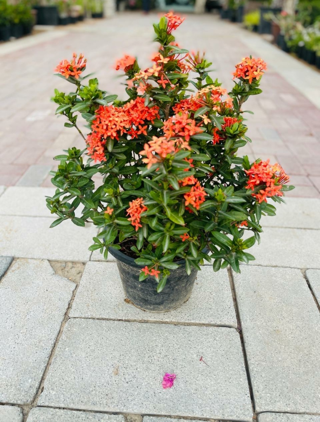 Ixora
