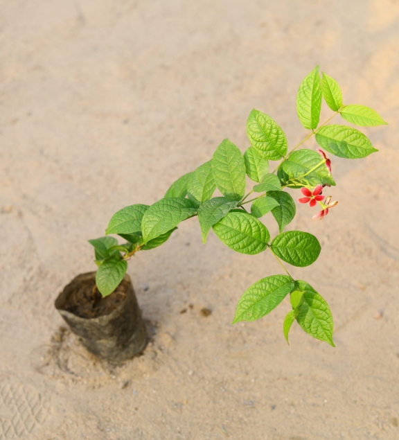 Madhumalti (मालती)