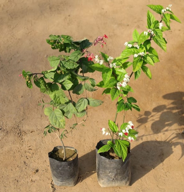 Bleeding Heart (ब्रीडिंग हार्ट)