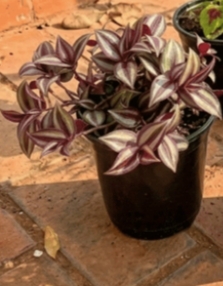 Bougainvillea (Bowan beli)