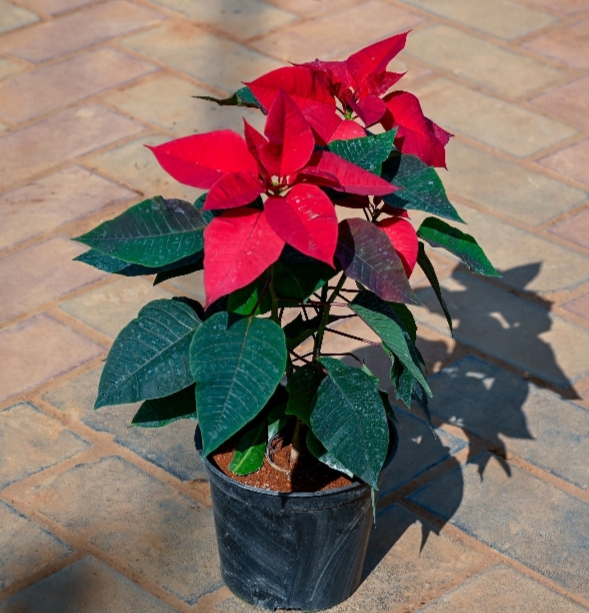 Poinsettia (Pansatiya)