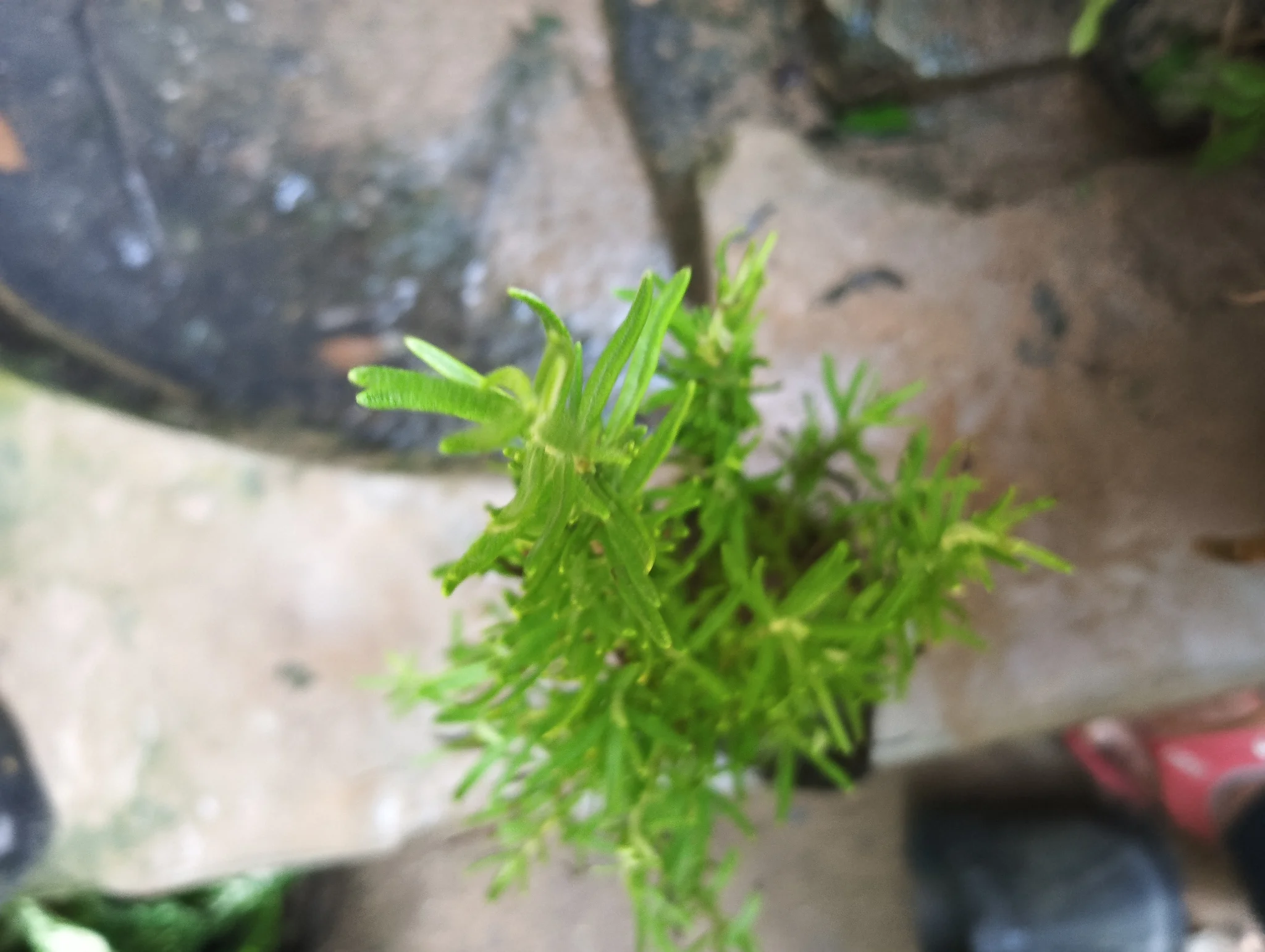 Rosemary
