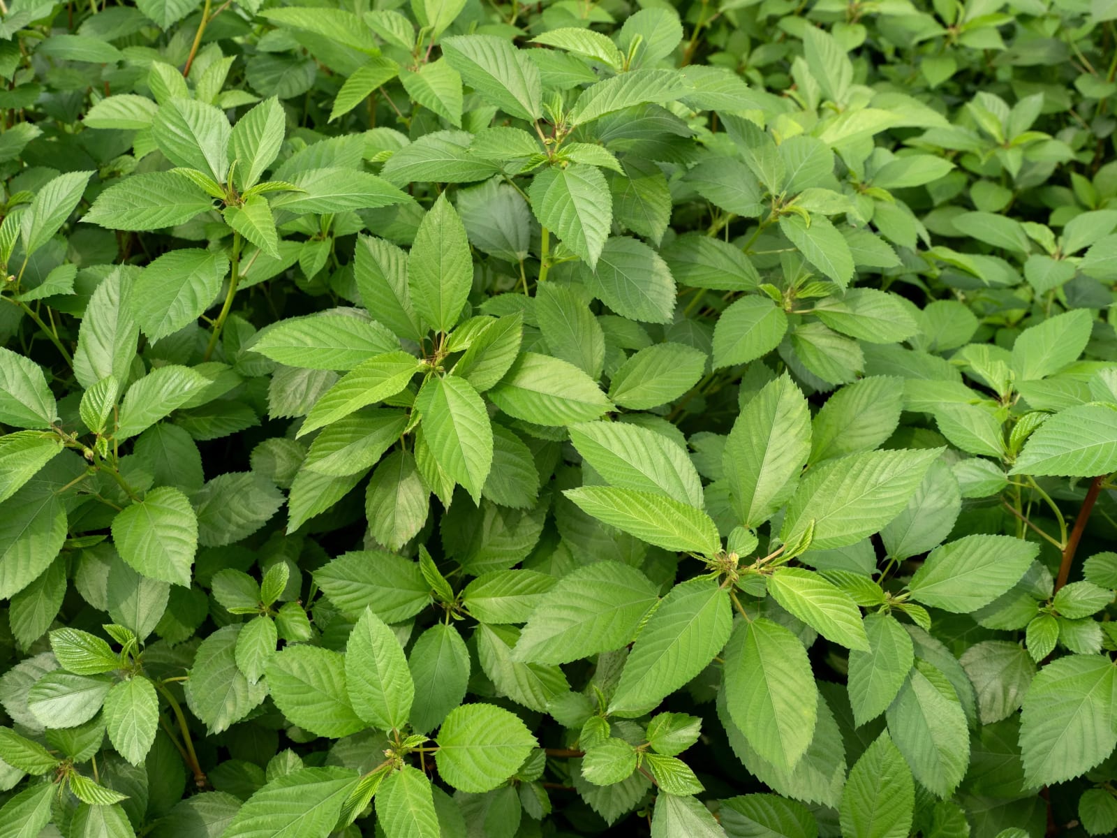 Molokhia