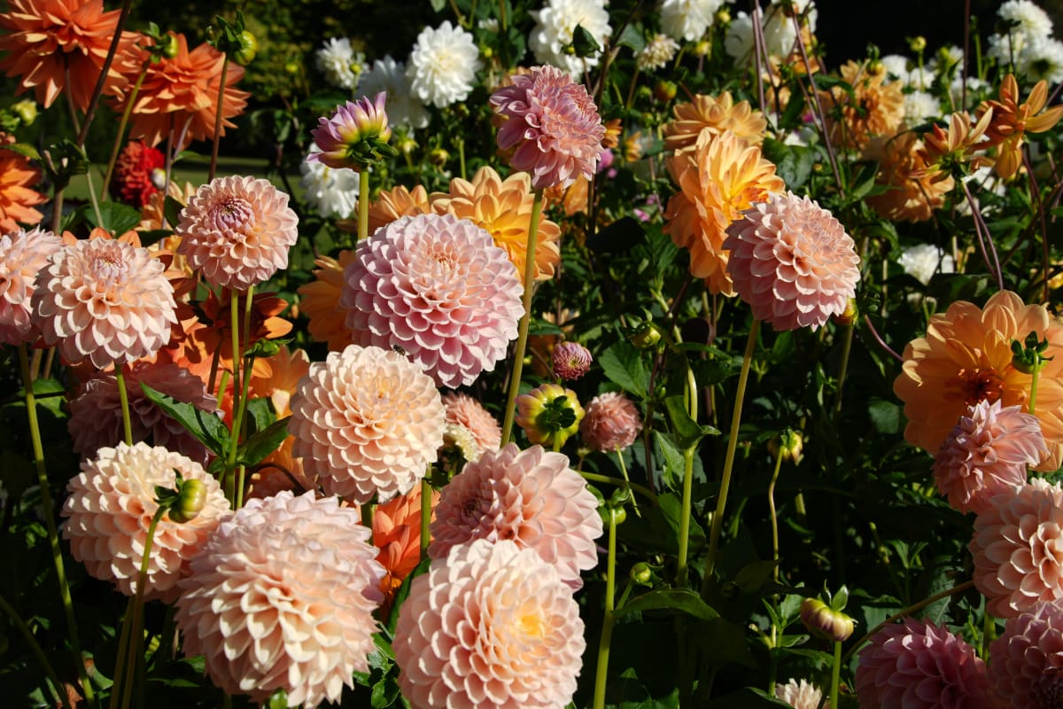 Amazing Dahlia Display At Christchurch'S Botanical Garden