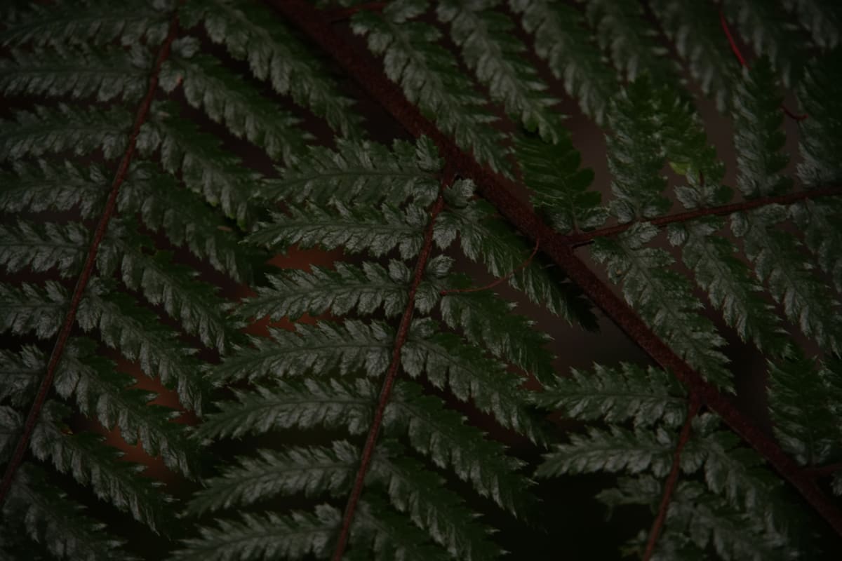 Neat Ferms Along A Hike