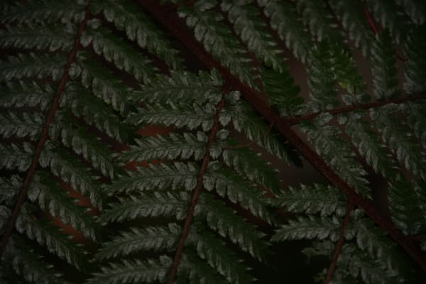 Neat Ferms Along A Hike