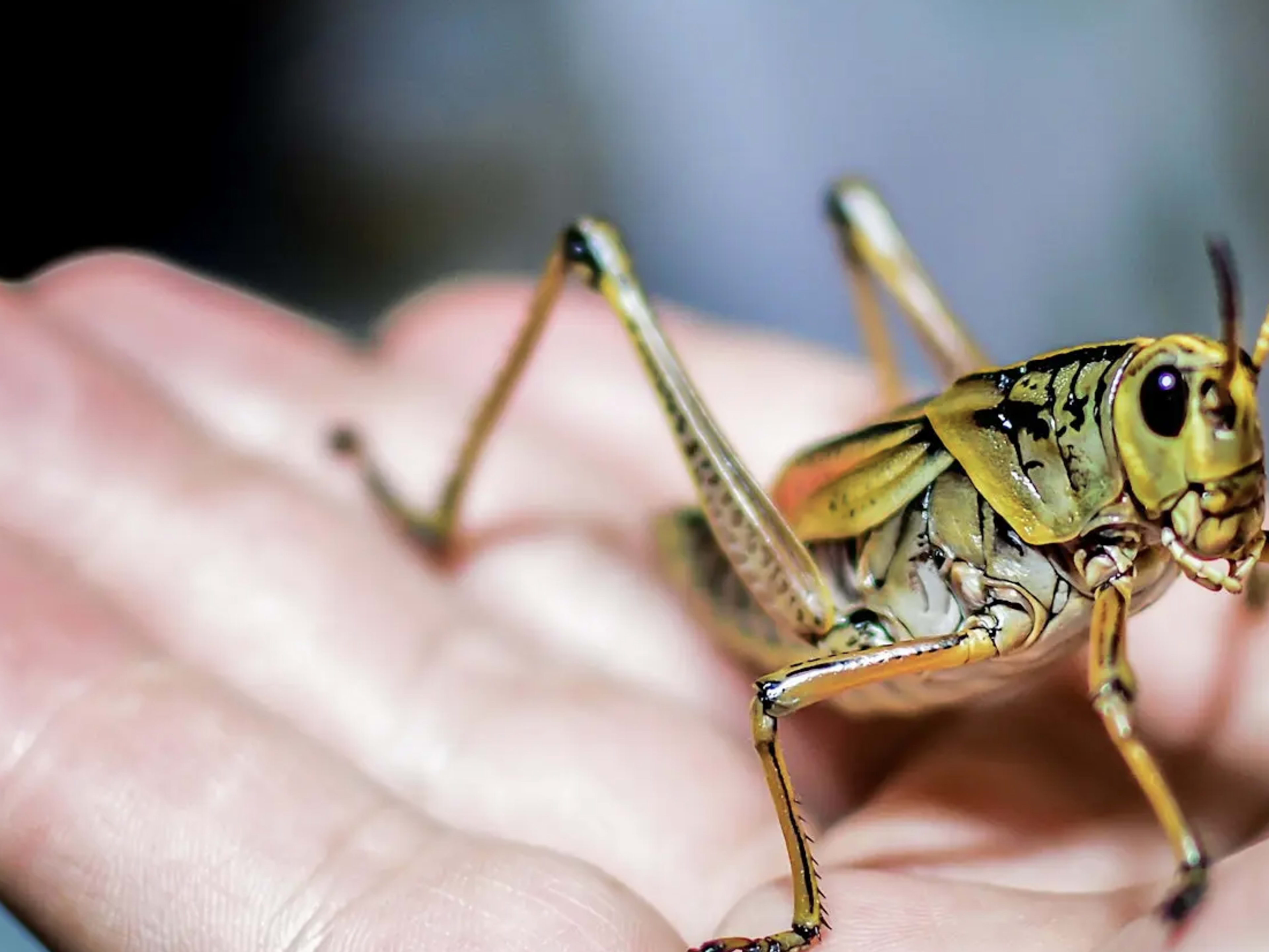 InsectPalooza