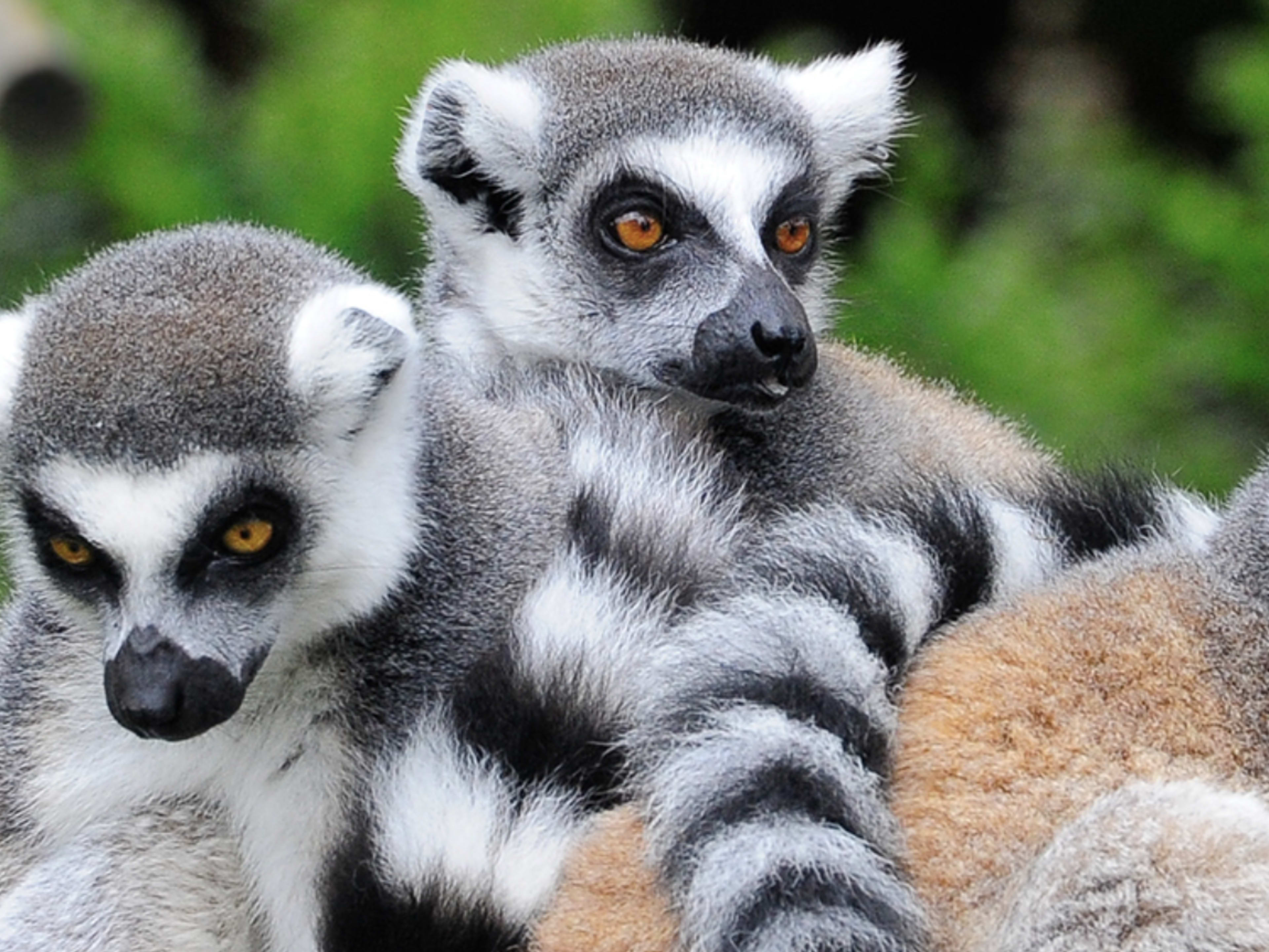 San Francisco Zoo: Kids FREE all month 