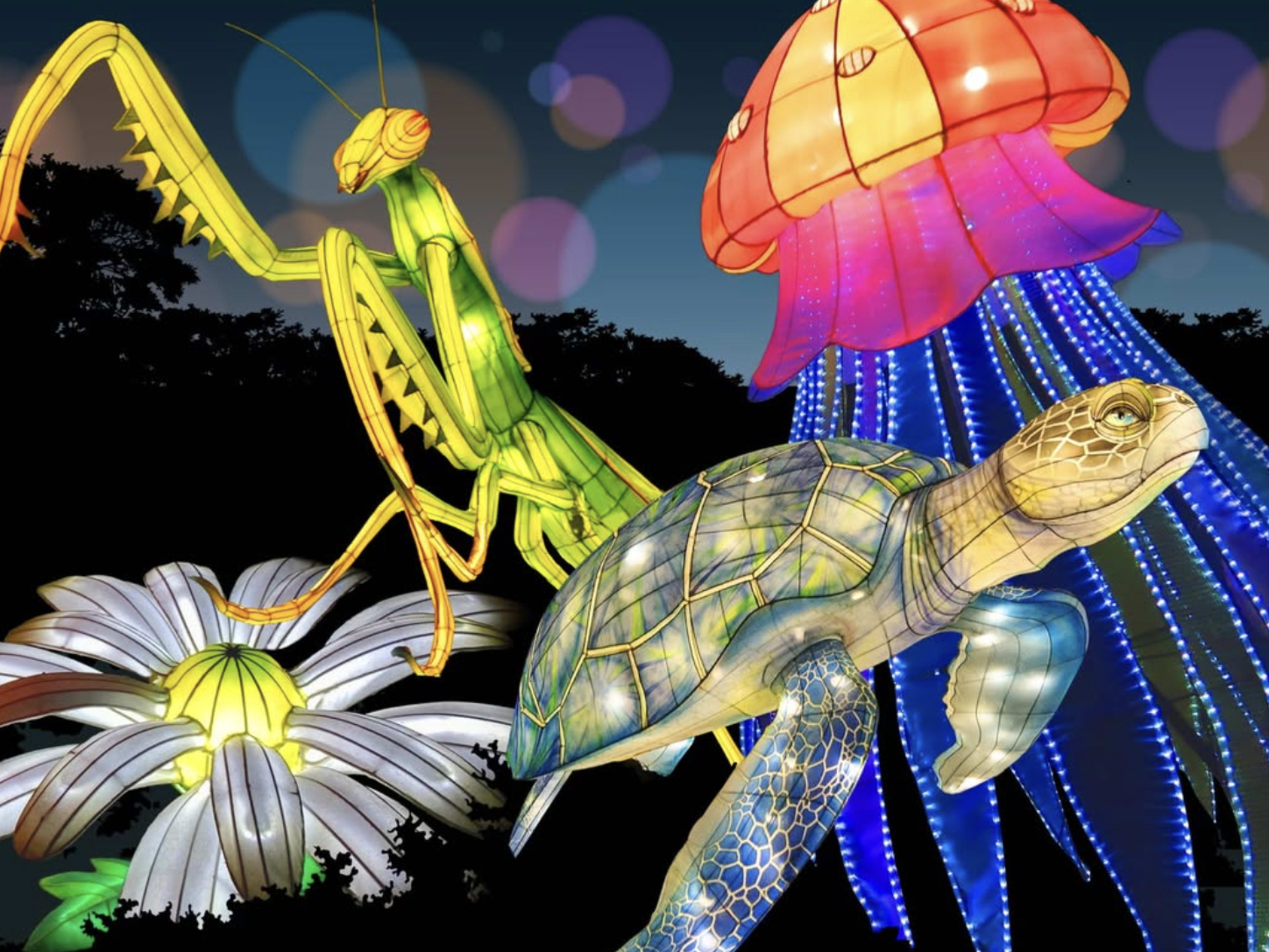 Glowfari at Oakland Zoo 