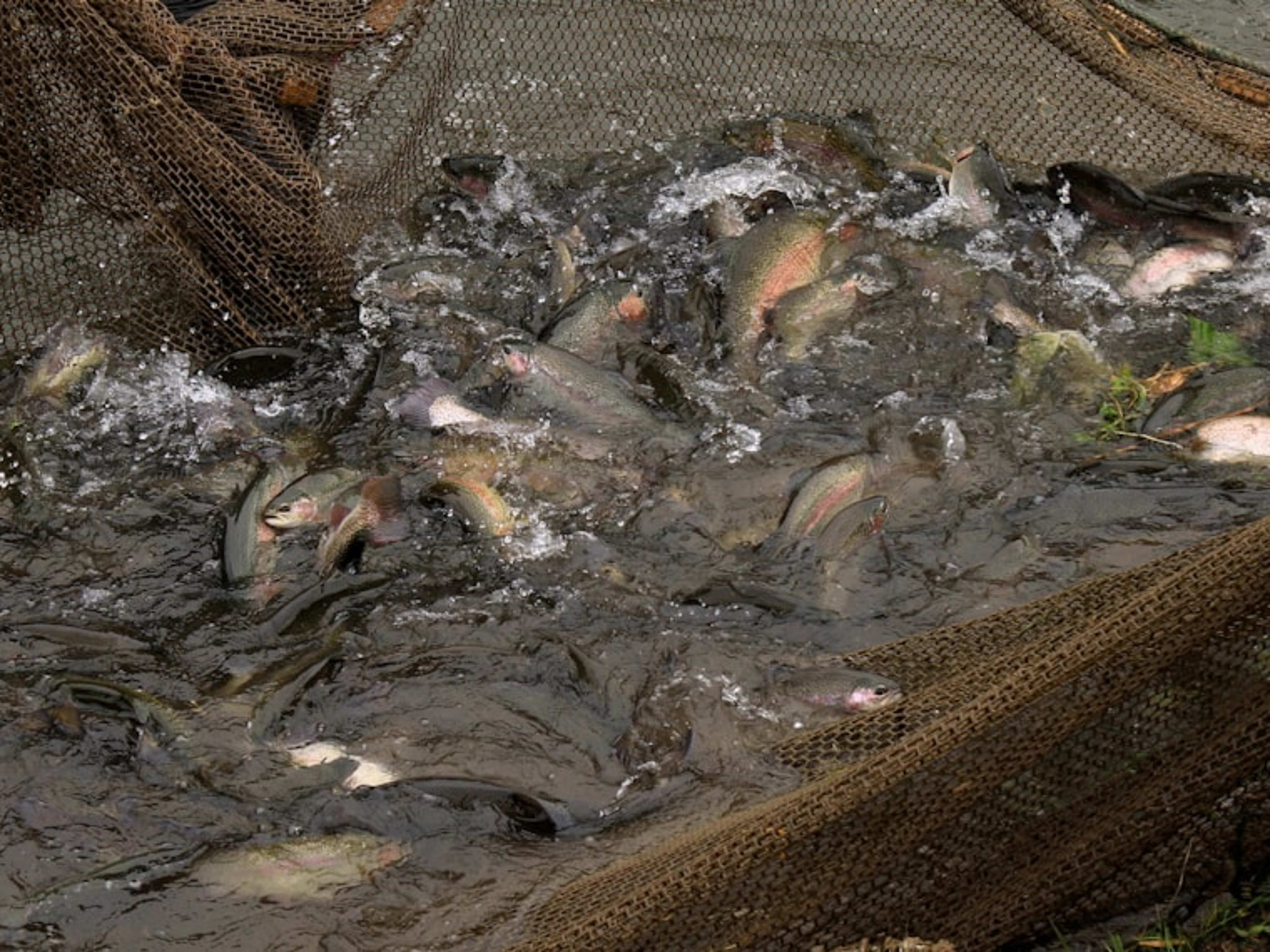 Fish Feeding Viewing