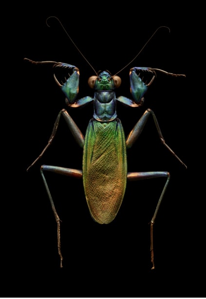 Insect Party! in Berkeley — Bay Area family event