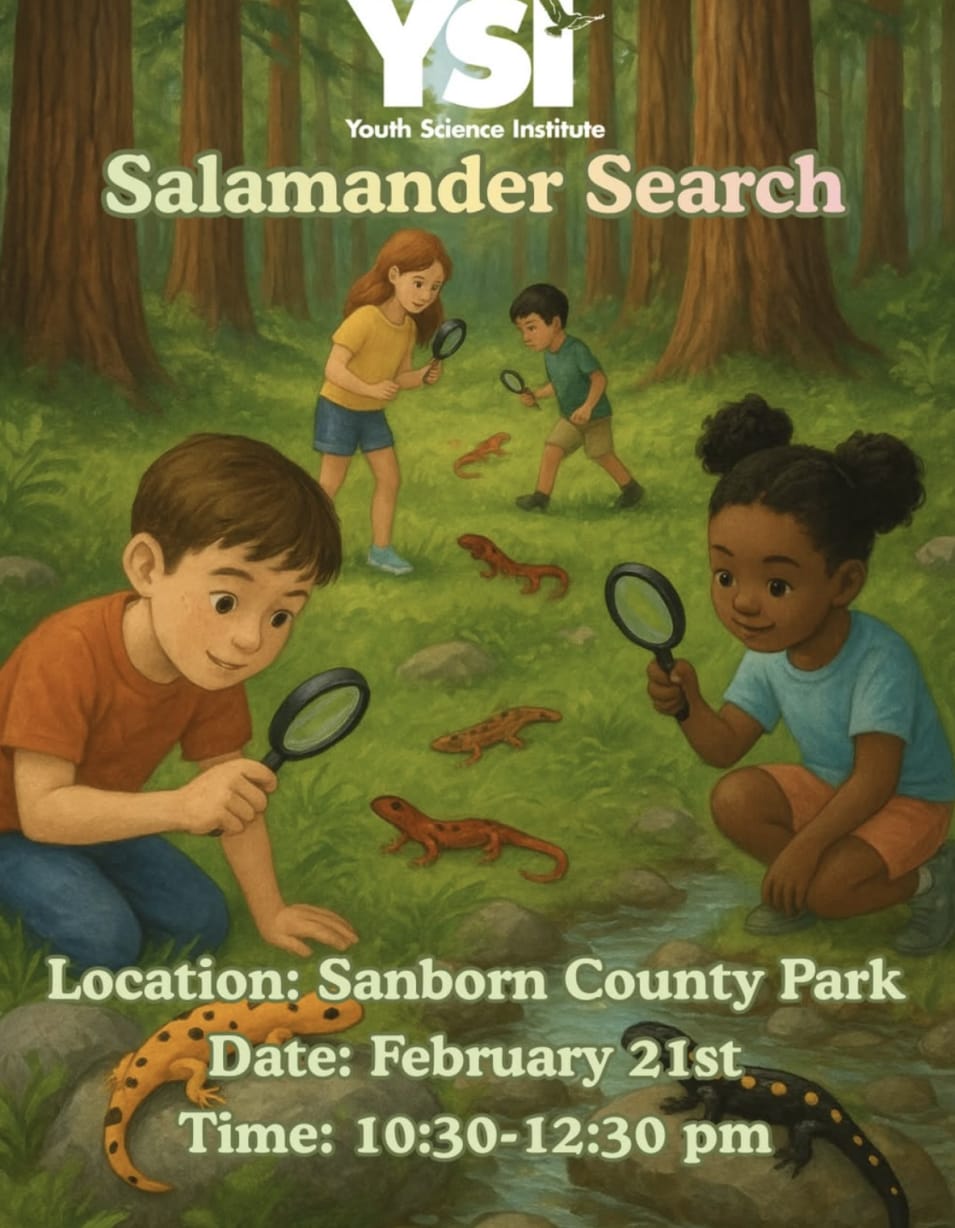 YSI Salamander Search  in Saratoga — Bay Area family event