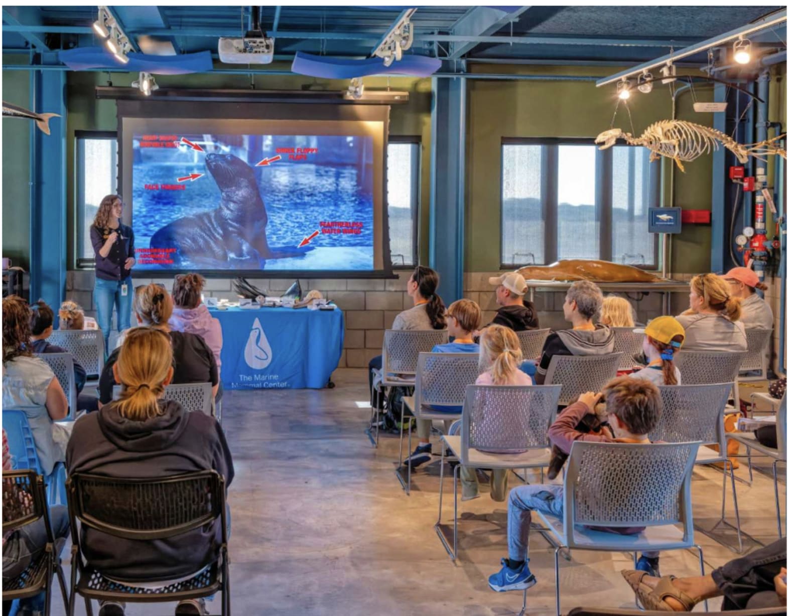 Marine Mammal Sunday  in Sausalito — Bay Area family event