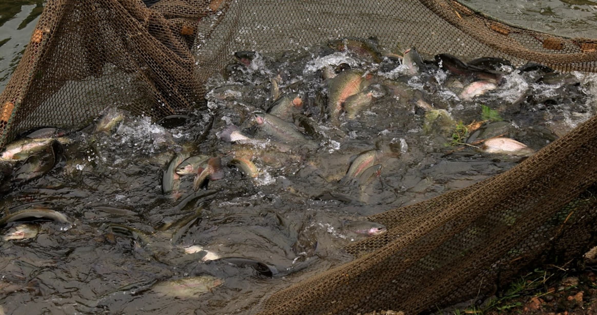 Fish Feeding Viewing in Alameda — Bay Area family event