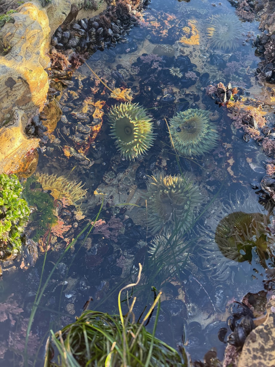 King Tides: Jan 2 - 4 in Half Moon Bay — Bay Area family event