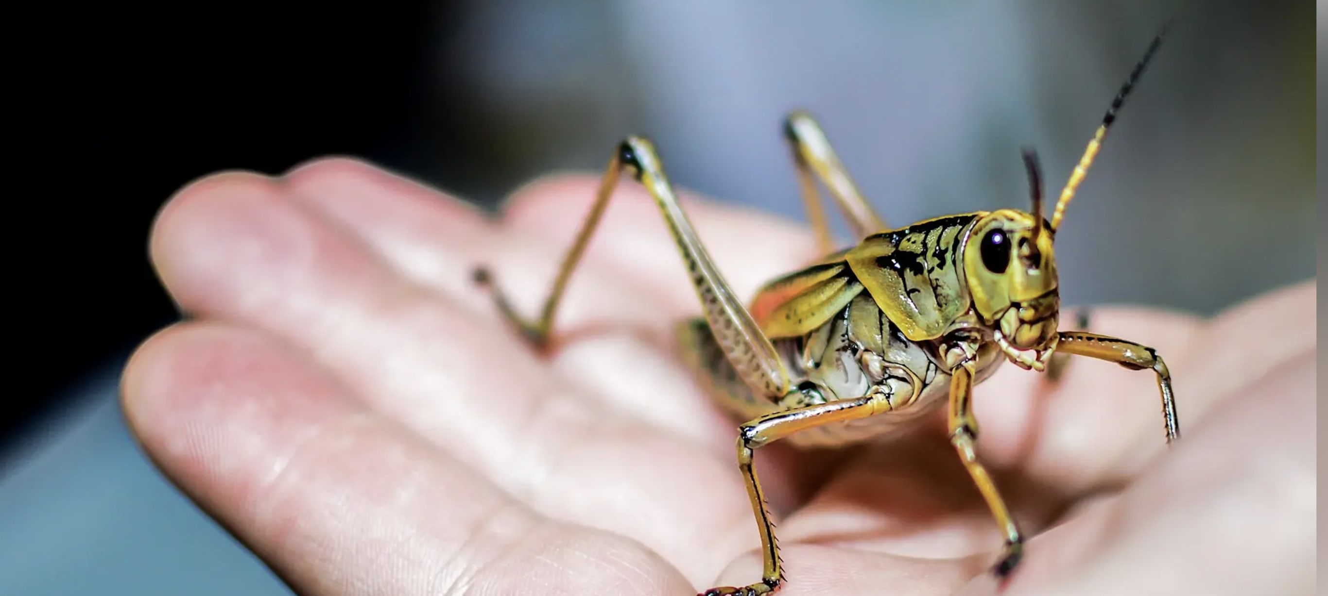 InsectPalooza in San Francisco — Bay Area family event