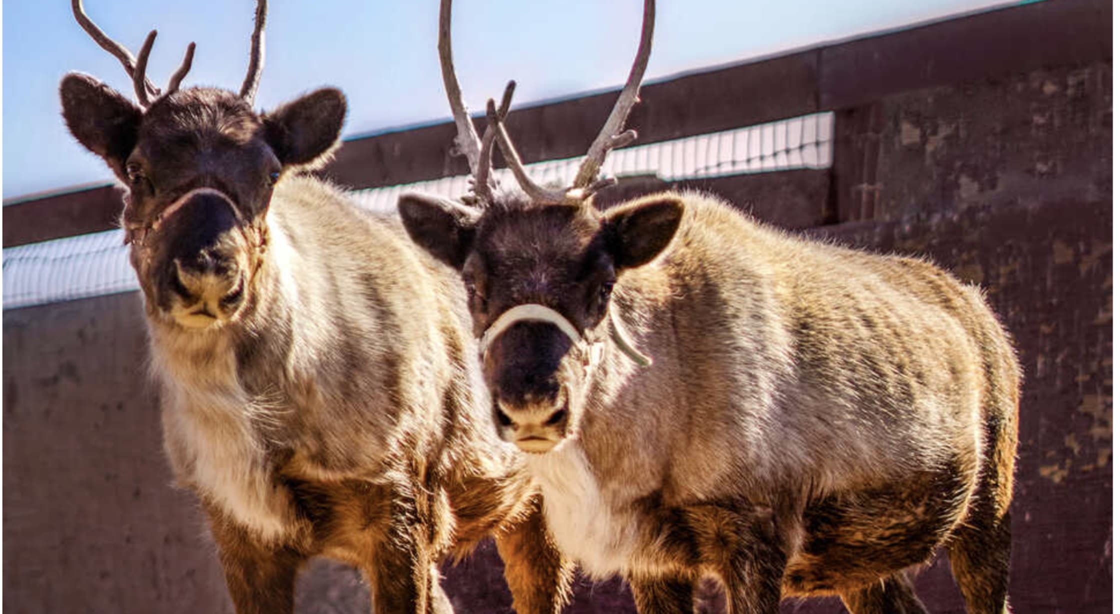 CalAcademy Welcome Winter Night 