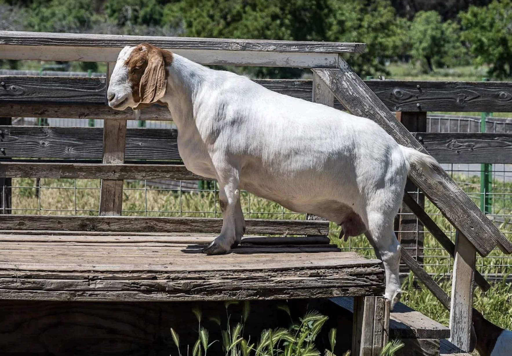 Animal Feeding at Ardenwood Farm in Fremont in Fremont — Bay Area family event