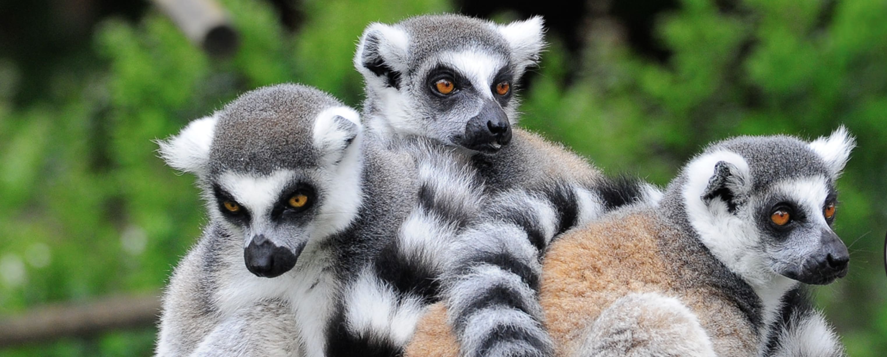 San Francisco Zoo: Kids FREE all month  in San Francisco — Bay Area family event