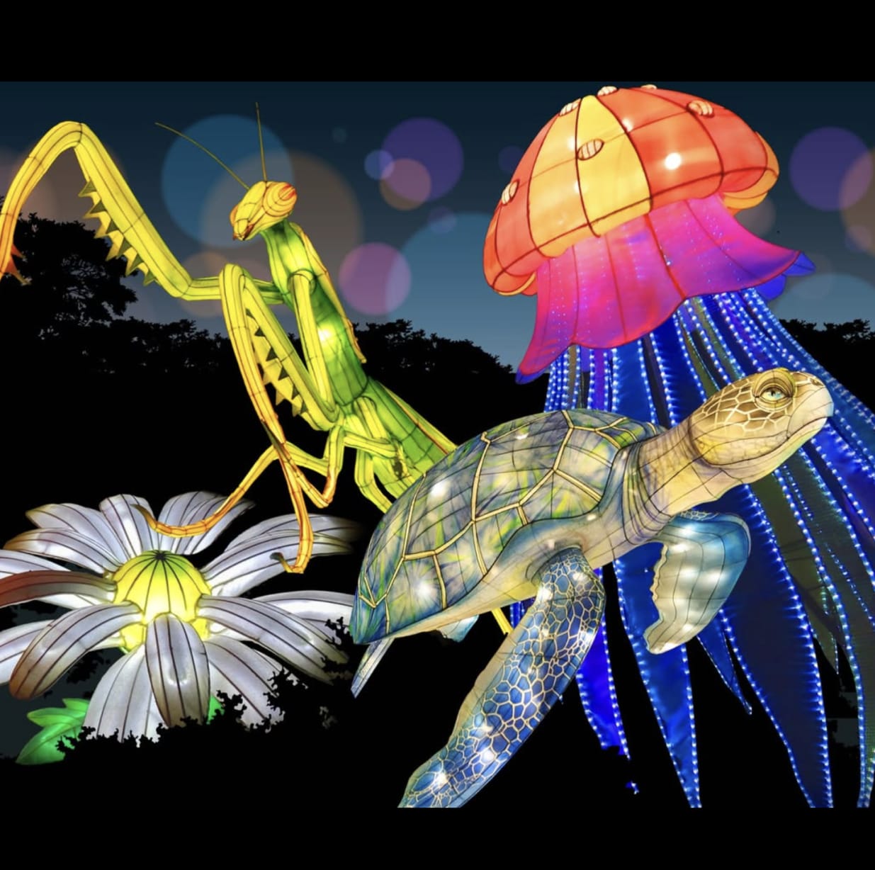 Glowfari at Oakland Zoo 