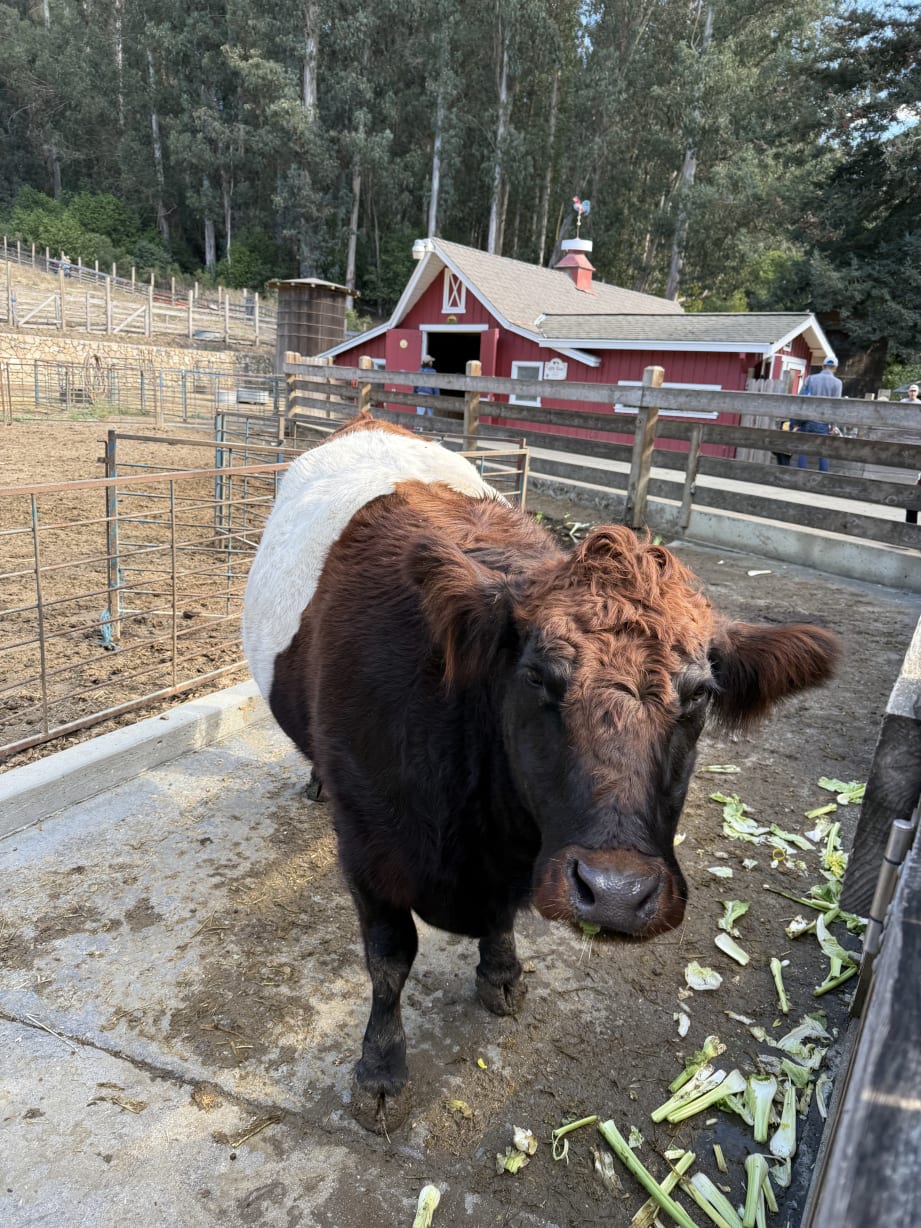 Tilden Tots  in Berkley  — Bay Area family event