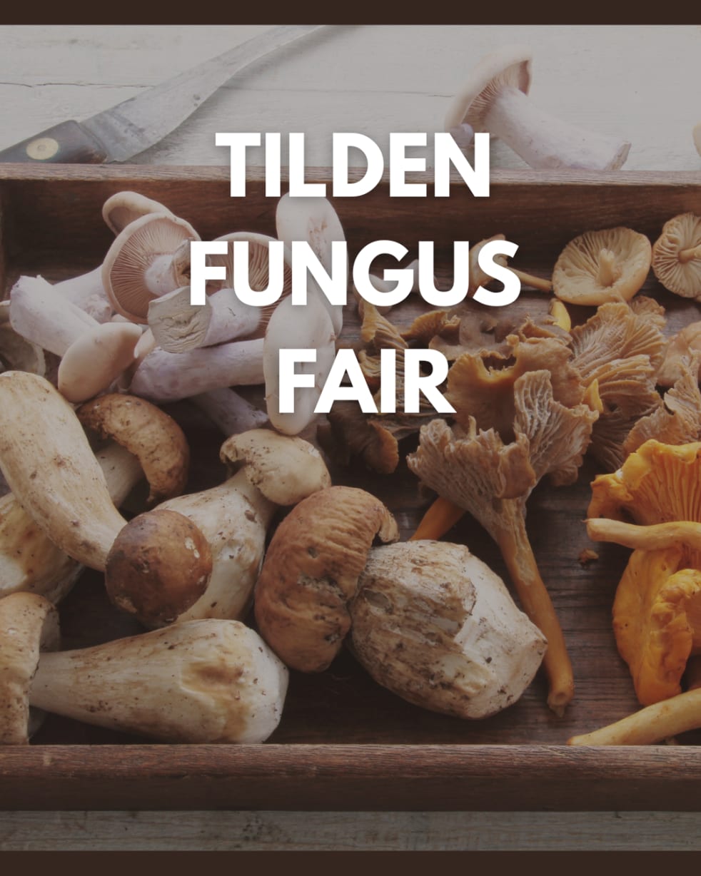 Tilden Fungus Fair in Berkeley — Bay Area family event