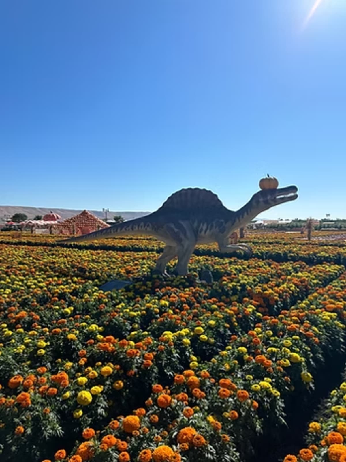 Spina Farms pumpkin Patch
