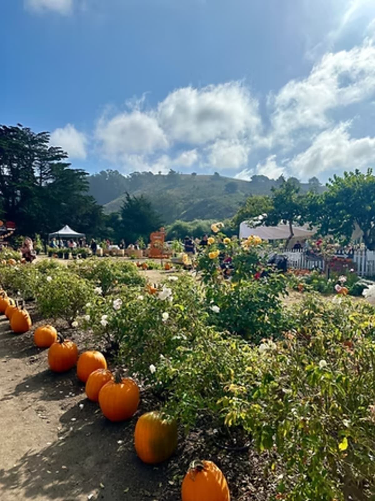 View at pastorino's pumpkin patch