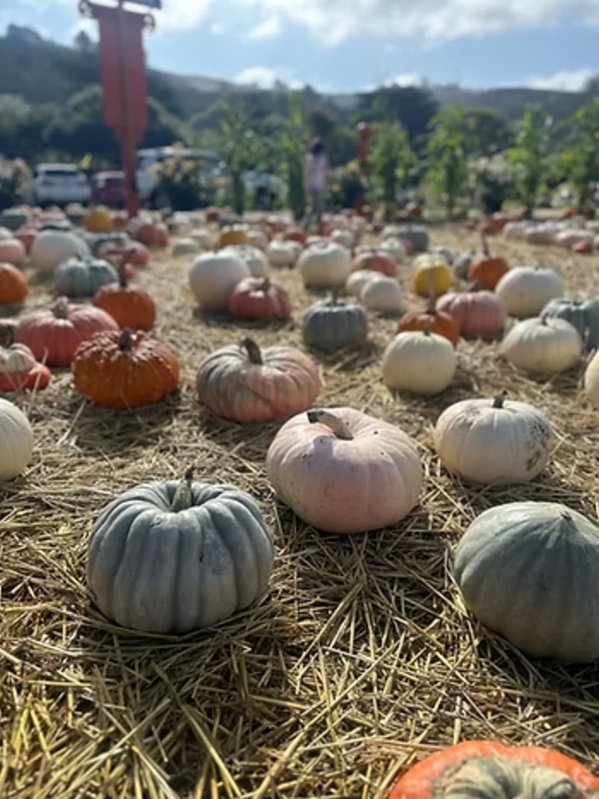 Pumpkins on a field