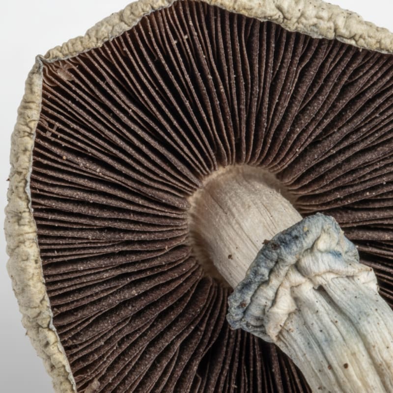 Microdosing illustration 4