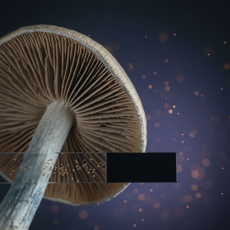 psilocybin brain effects illustration 4