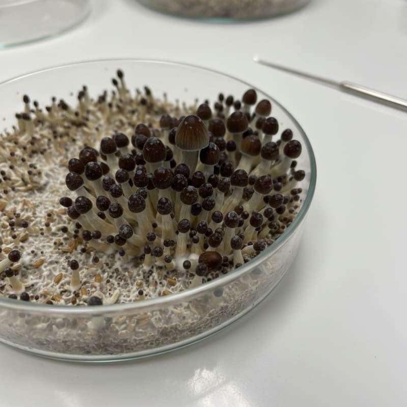 mushroom clusters illustration 3